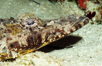 Crocodile Flathead